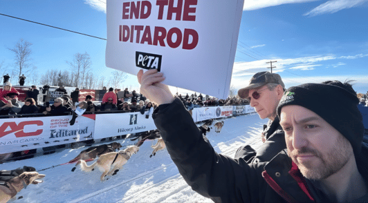 man holding a sign at the Iditarod reading end the iditarod
