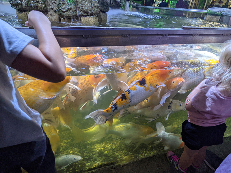 photo of overcrowding tank of Koi