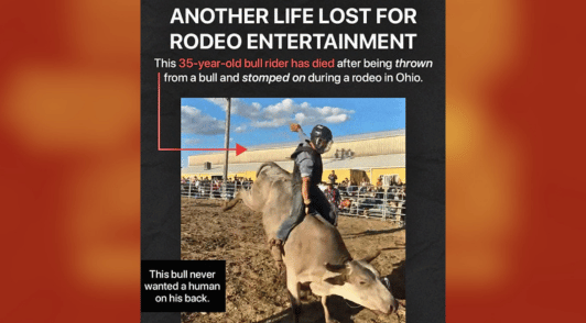 man riding bull with the words another life lost for rodeo entertainment