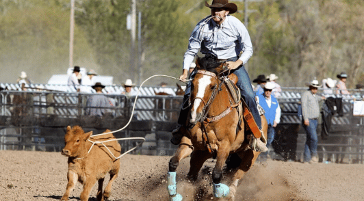 man riding horse chasing a calf in a rodeo