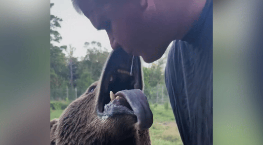 man spitting into bears mouth