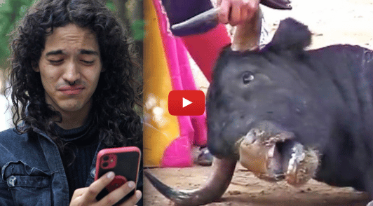 man reacting to bullfighting atrocities next to a dying bull image