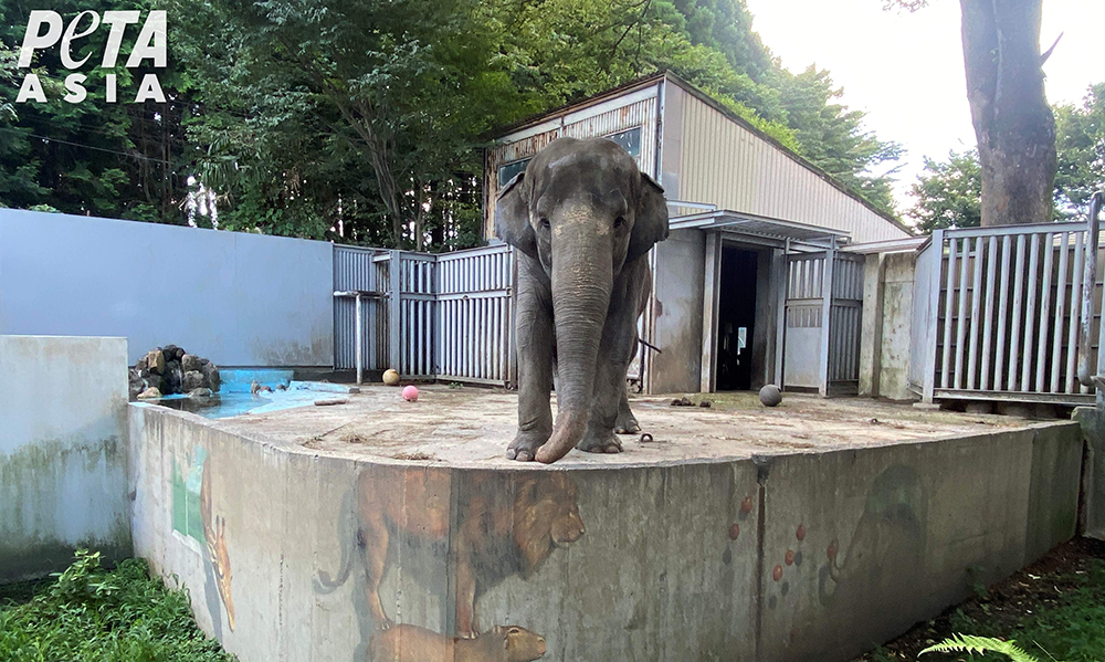 Lonely elephant Miyako standing on concrete in zoo.