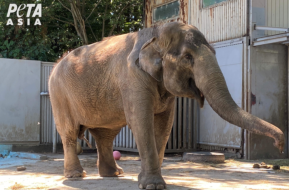 Lonely elephant Miyako standing alone in concrete zoo.