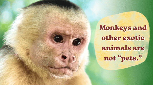 monkey next to the words monkeys and other exotic animals are not pets