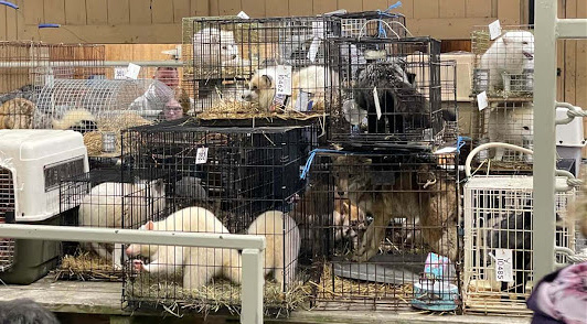 animals stacked in cages at auction