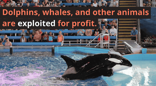 orca at SeaWorld with the words dolphins whales and other naimals are exploited for profit