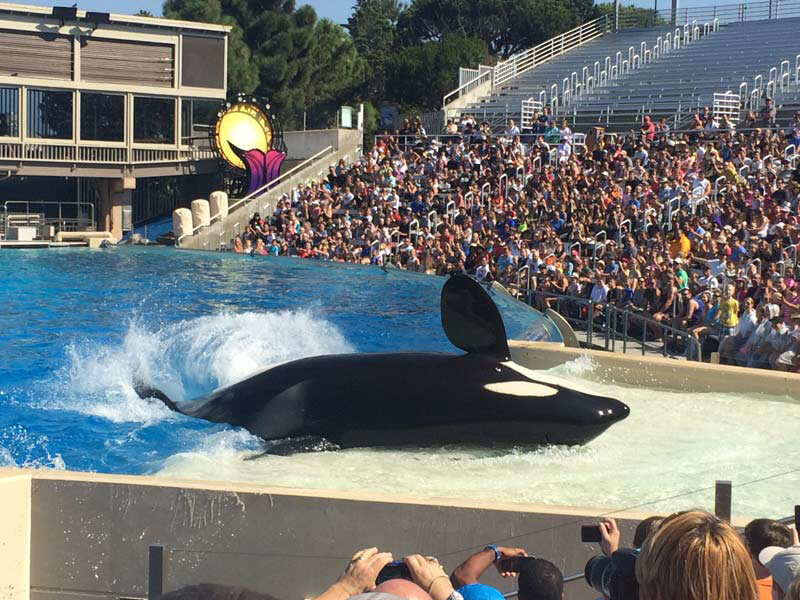 orca at SeaWorld laying on platform