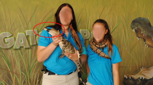 person holding small alligator