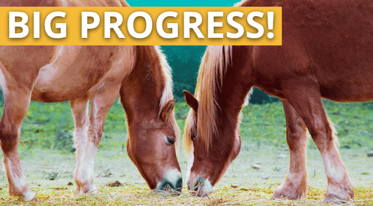 two horses eating with the words big progress