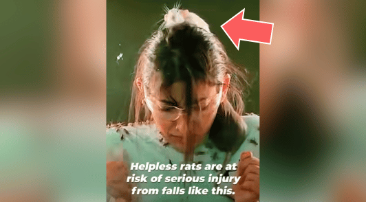woman covered in animals on Fear Factor show