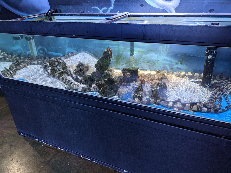photo of overcrowded tank