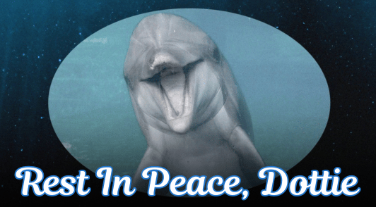 dolphin with the words rest in peace Dottie