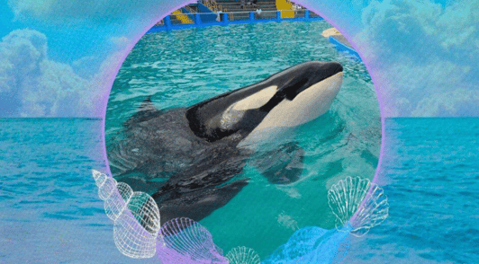 Lolita in tank on an ocean background