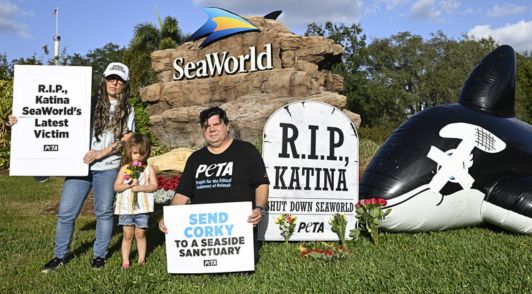 protesters outside of SeaWorld with signs about Katina and Corky