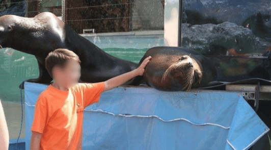 boy putting hand on sea lion