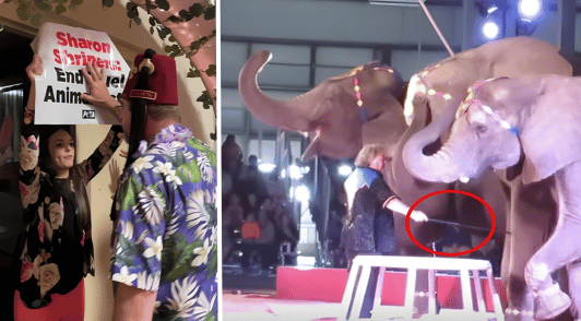 trainer using a bullbook on an elephant and Shrine circus protest