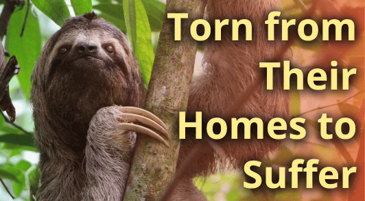 sloth in tree with the words torn from their homes to suffer