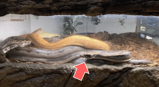 snakes in glass tank