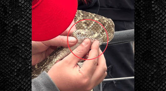 snake with mouth sewn shut