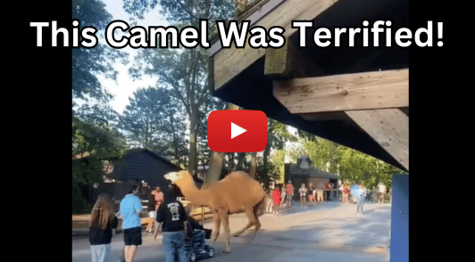camel at Cedar Point