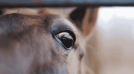 horse looking distressed