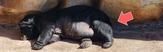 overweight bear lying in conrete bear pit