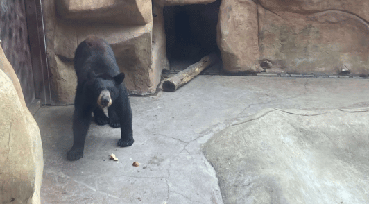 bear in concrete pit