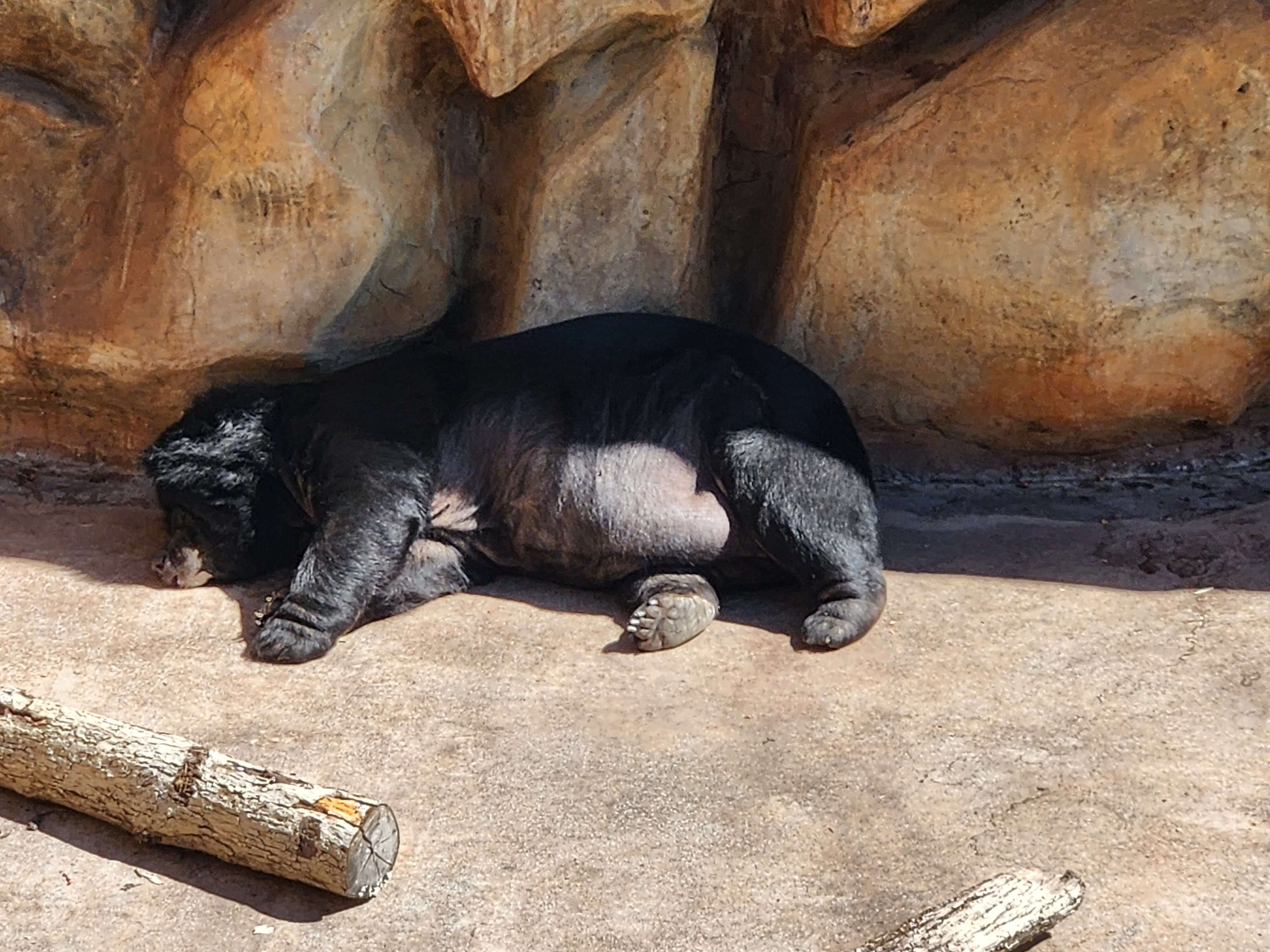 Varios osos han muerto: ¡actúa para ayudar a los que quedan! | PETA Latino