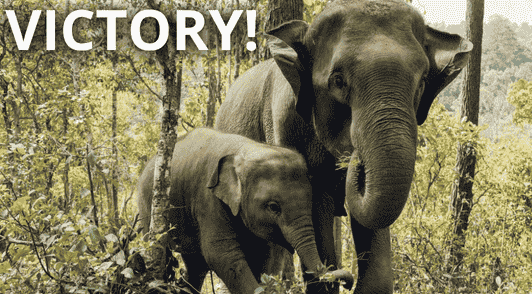 elephants in nature with the word victory