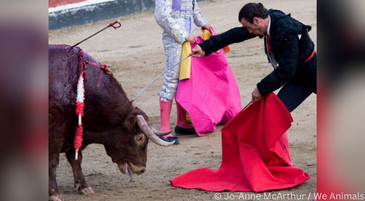 bleeding bull being stabbed by a matador in bullfighting arena