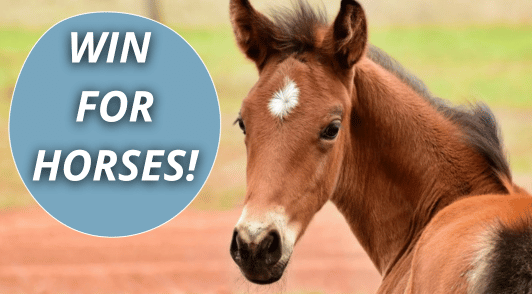 horse with the words win for horses