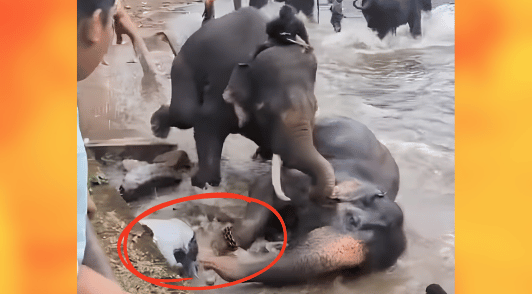 people next to two elephants in water as woman is being crushed underneath