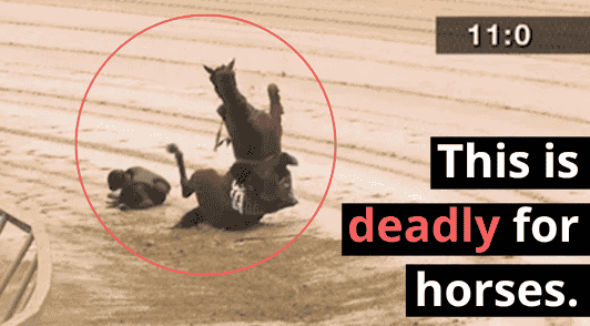 horse crashed on the ground with the words this is deadly for horses