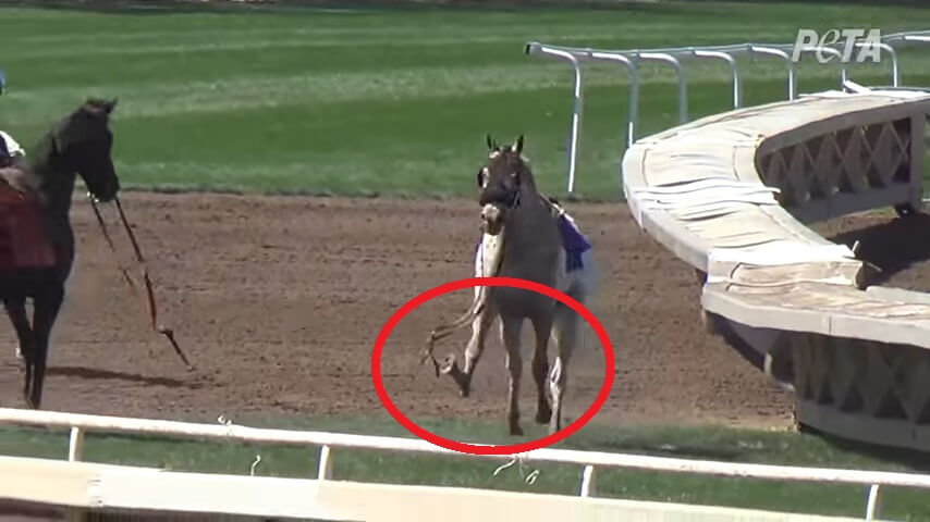 ent Horse fatality at Santa Anita po ftc Tell NY Governor to End Corporate Welfare for Horse Racing Cruelty