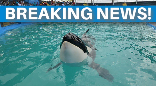 Lolita in marine park with the words breaking news above her