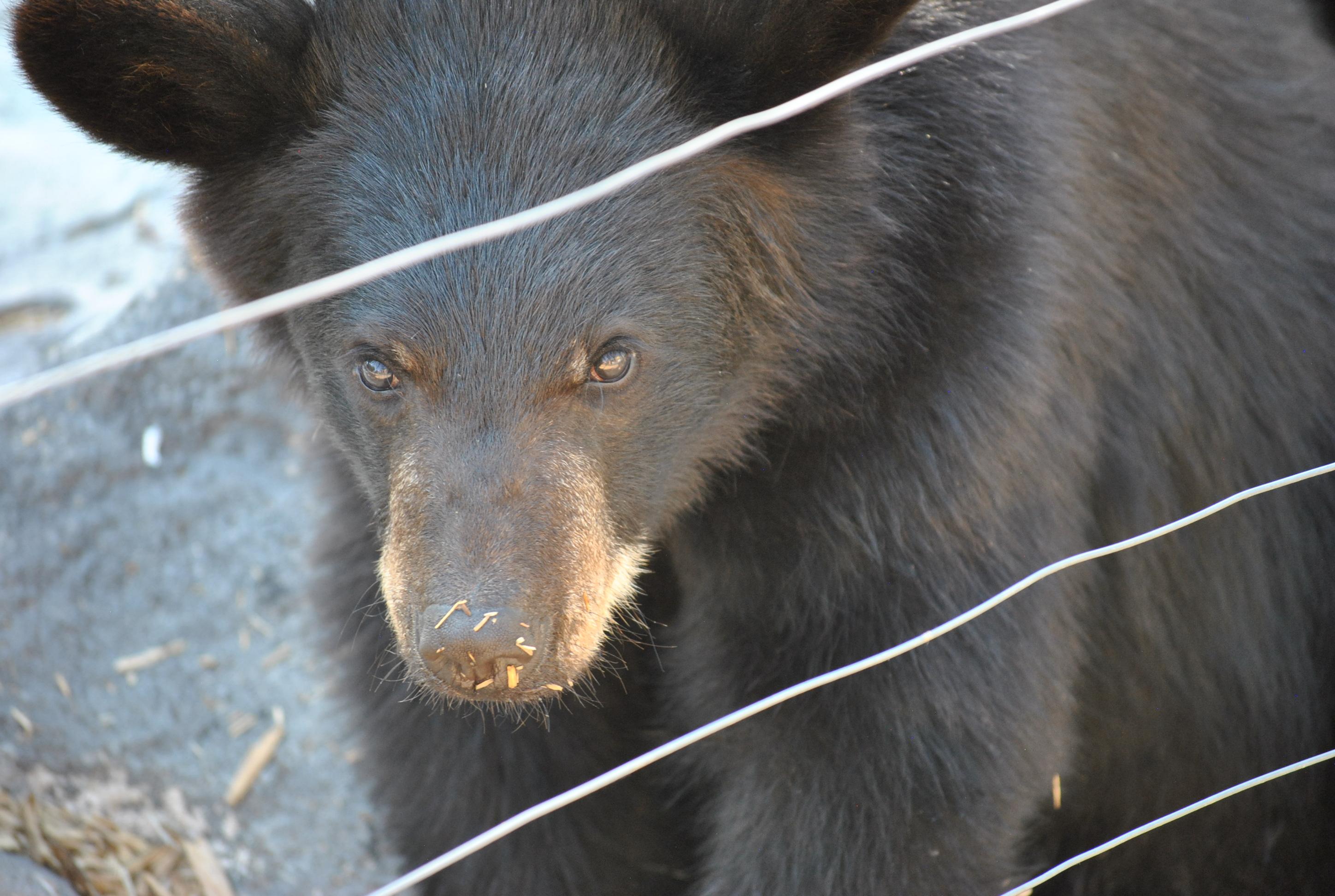 ent bear cub yard straw nose po ftc Take Action for Cubs Exploited at Yellowstone Bear World