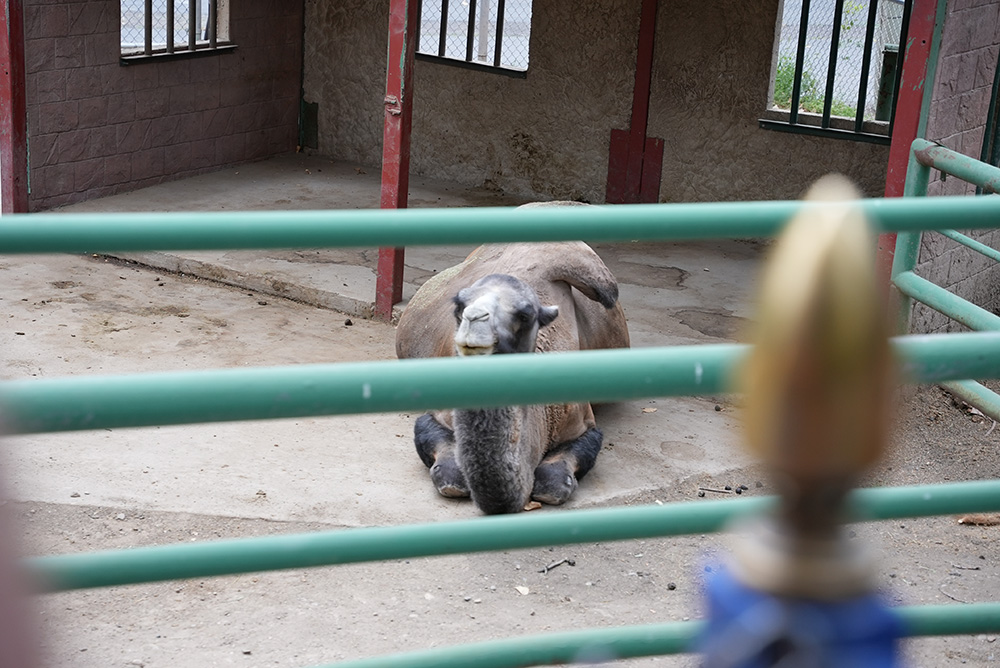 ent camel drooping humps lagoon amusement park po ftc Wild Animals Languish in Lagoon Amusement Park’s Tiny Cages and Barren Pens—Act Now!