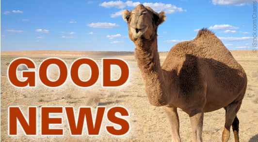 camel in desert with the words good news