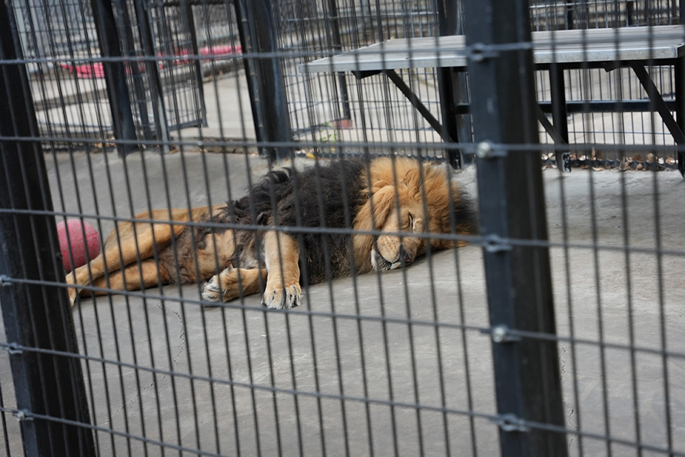 Wild Animals Languish in Lagoon Amusement Park's Tiny Cages and Barren  Pens—Act Now! | PETA