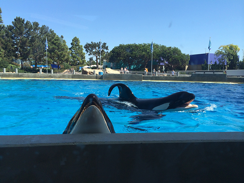 Urge SeaWorld to Send Orcas to Sea Sanctuaries and Stop the Use of All
