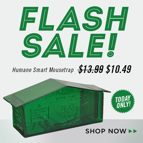 Mouse Trap Flash Sale!