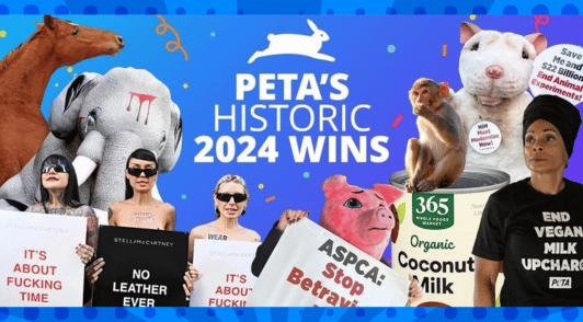 PETA protests collage that reads PETAs historic 2024 wins