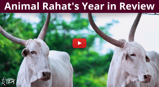 bullocks with the words Animal Rahats Year in Review