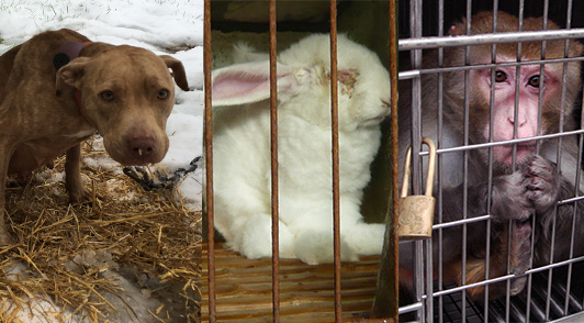 collage of a chained dog a rabbit in cage and a monkey in laboratory