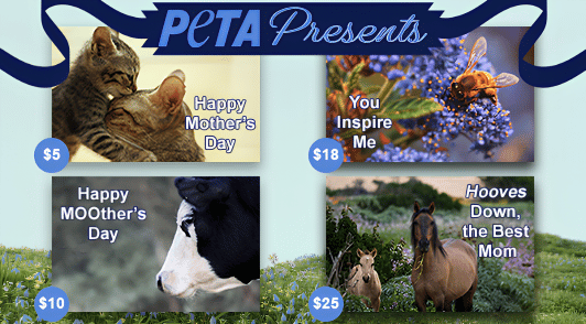 mothers day cards with the title peta presents