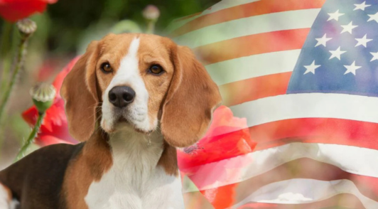 beagle in front of an American flag