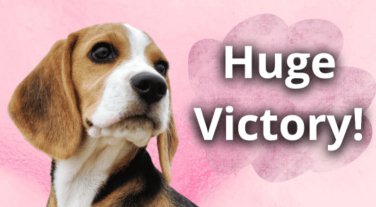 beagle with the words huge victory on pink background