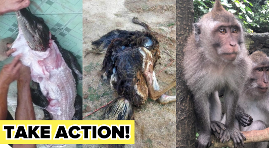 collage of a crocodile ostrich and monkey