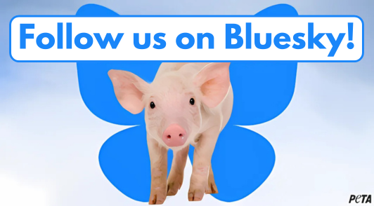 pig in front of a graphic of a butterfly with the words do you care about animals follow us on bluesky